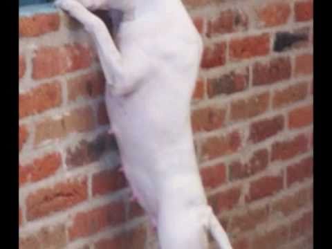 Pitbull los mejores Perros y amigos