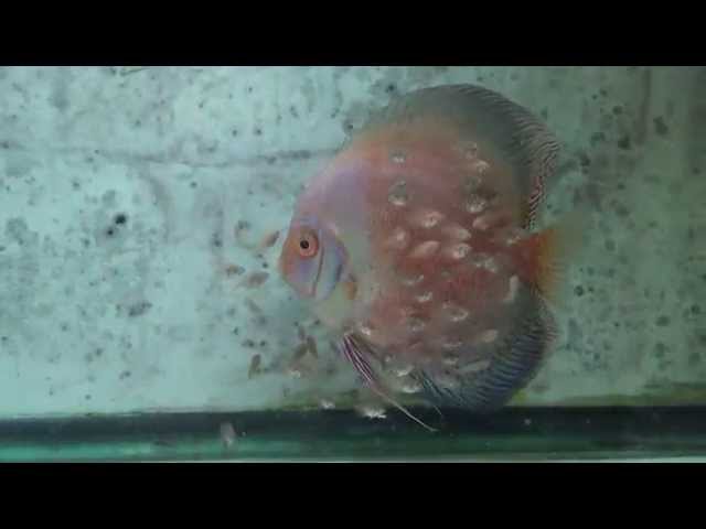 Discus Fish Breeding Pair with Fry  -  Gwynnbrook Farm