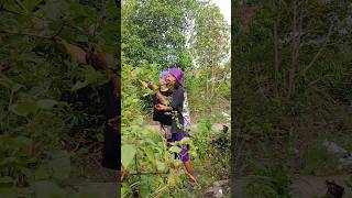 Download lagu Yari is wandering around the bushes and there are even some strange ones ‼️ mp3 Download lagu Yari is wandering around the bushes and there are even some strange ones ‼️ mp3