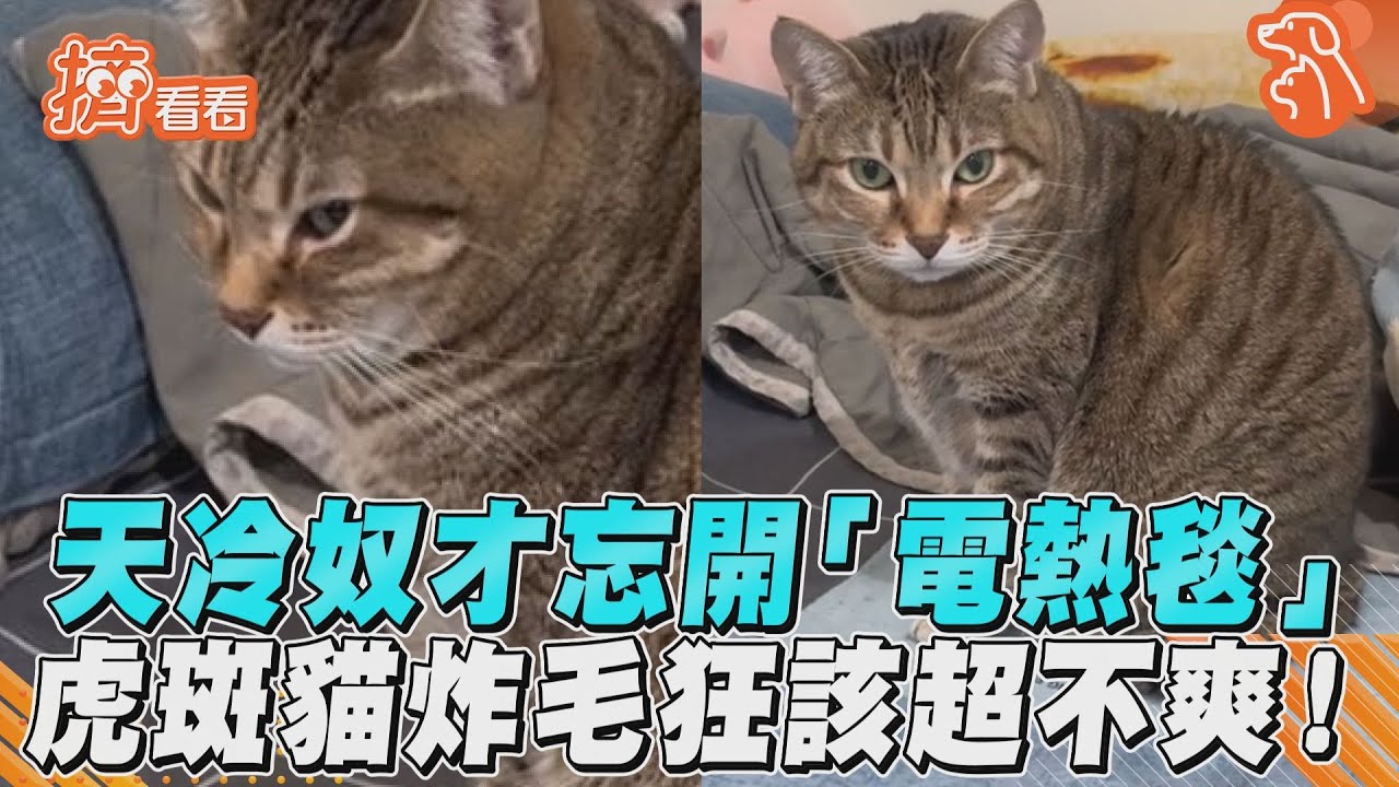 影音/天冷奴才忘開「電熱毯」 虎斑貓炸毛狂該超不爽!