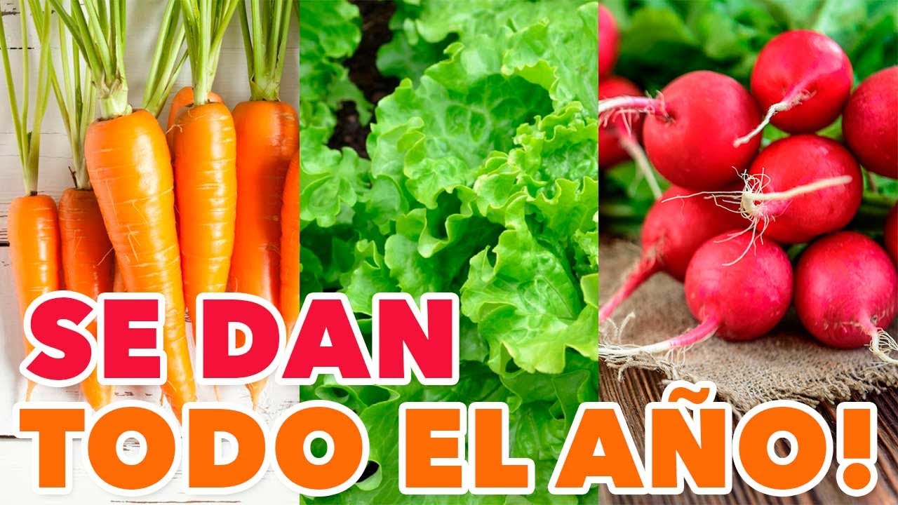 DESCUBRE 6 HORTALIZAS y VERDURAS que se pueden SEMBRAR TODO EL AÑO 📆 (FÁCIL Y SIN TANTO ESPACIO)