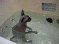 Sphynx kitten's bath time 