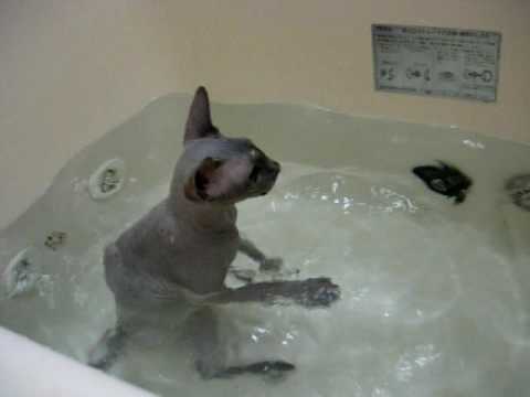 Sphynx kitten's  bath time