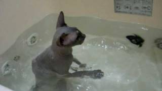 Sphynx kitten's  bath time