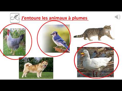 Les animaux à poils et les animaux à plumes