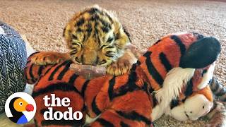 Tiniest Tiger Cub Is Now A Wild, Pouncing Big Cat | The Dodo