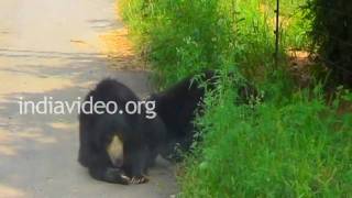 Bears at Bannerghatta National Park, Bangalore