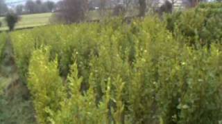 preview picture of video 'Hylands Nursery Griselinia Stock Overview December 2010'