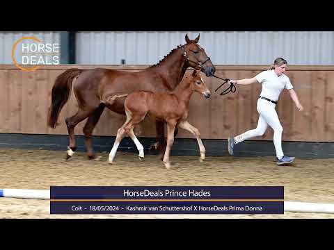 HorseDeals Prince Hades