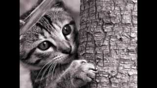 ANDRÉS MOLINA - LA REINA DE LOS GATOS