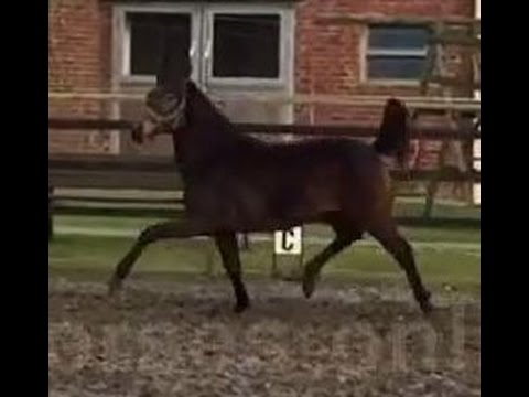 2016 Hanoverian filly by Bon Coeur with great movements ! www.sporthorses-online.com
