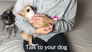 Chelsea Chihuahua Tutorial - Tricky nail Cutting