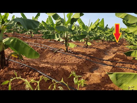 download lagu mp3 mp4 Banana Drip, download lagu Banana Drip gratis, unduh video klip Banana Drip