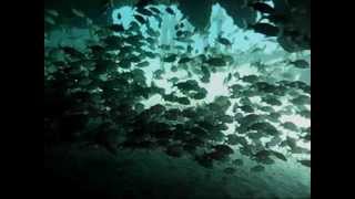 preview picture of video 'Diving - Las Galeras/Samana - Las Galeras Divers - Barco Hundido 03 04 2012'