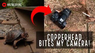 Download Lagu Copperhead Bites My Camera! Fall Herping in Georgia: Box Turtles, Kingsnake, Rattlesnake, and More Thumbnail