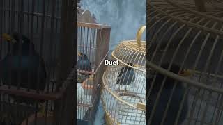 Download lagu jalak kebo saling saut #birds mp3