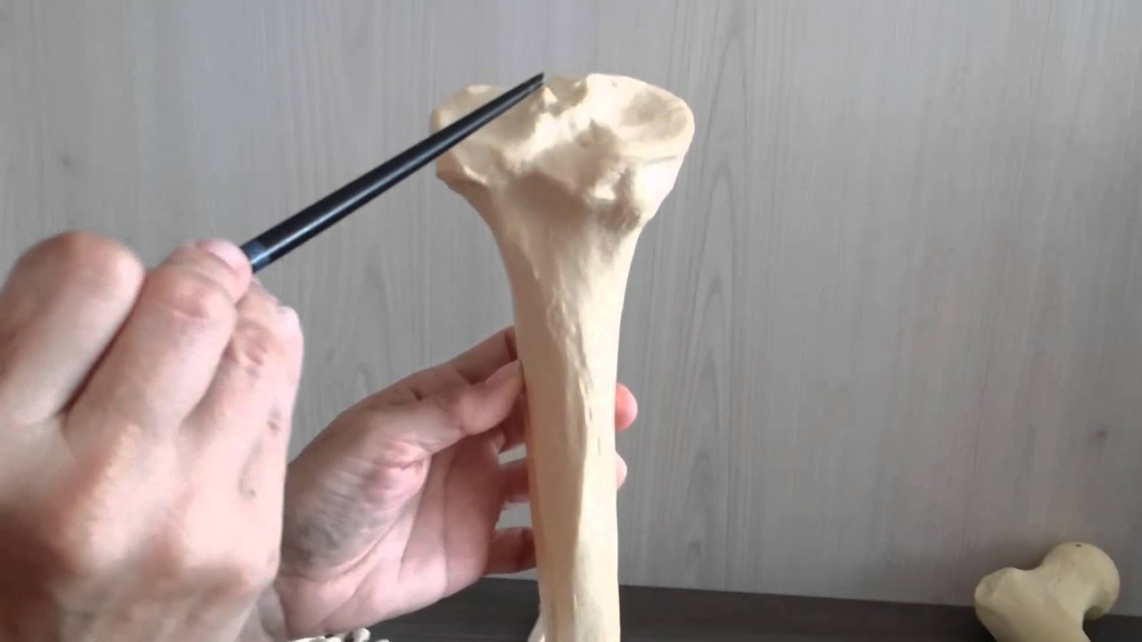 Ossos do membro inferior