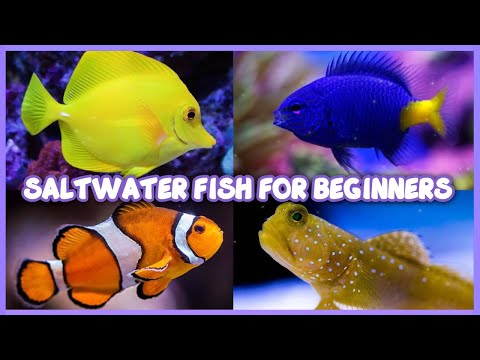 10 Best Saltwater Fish for Beginners