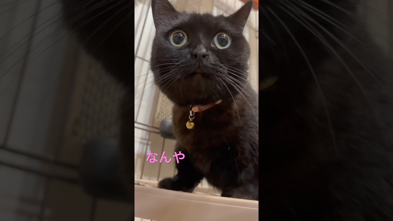 短足な黒猫さんの爪とぎは体重が掛かっていて可愛い