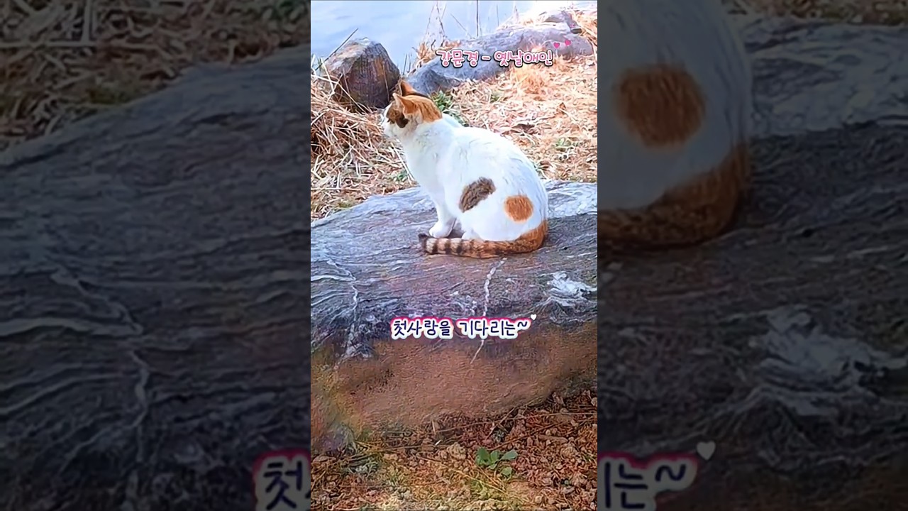 매일 기다리는 고양이? #고양이 #cat #고양이영상