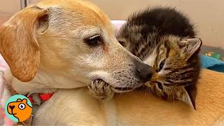 Tiny Dog Becomes A Mama To Dozens Of Rescue Kittens | Cuddle Buddies
