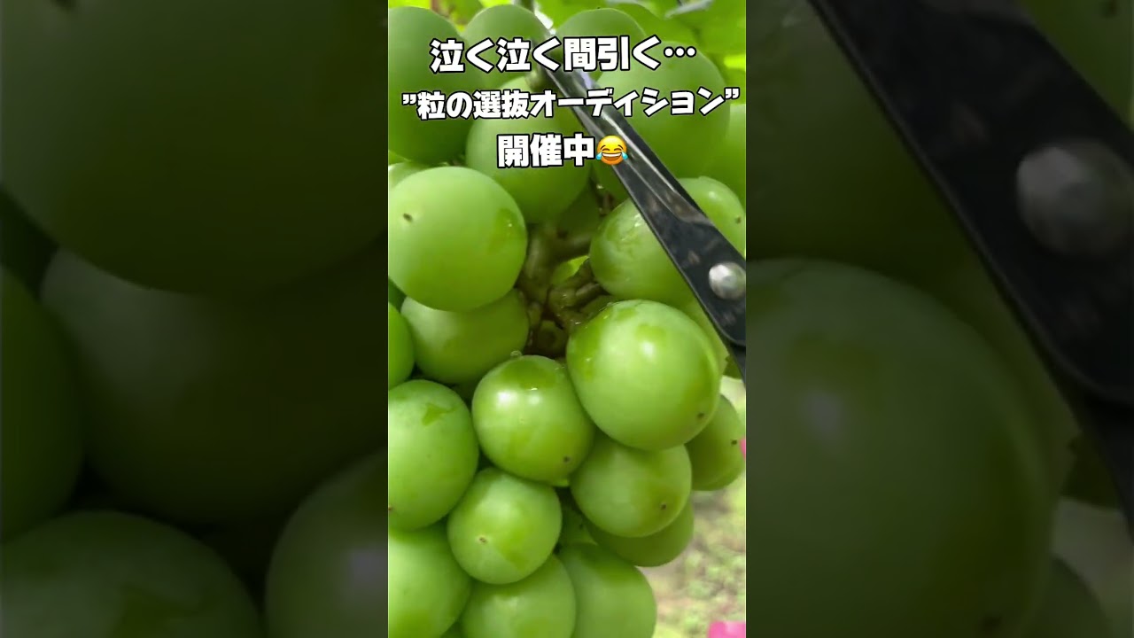 「美味しいぶどうの裏側にある“粒の選抜”とは？」