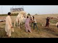 Stallion Horse Crossing First Time Animal Breeding Murah Horse Mating