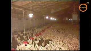 Distribuidor pienso al suelo en forma de lluvia &quot;Multimatic&quot; / Ground feeder rain mode distributor