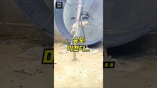경주견이 쳇바퀴에 들어가자…