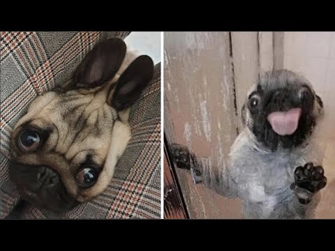 Made your day with these funny and cute Pug Puppy Videos Compilation