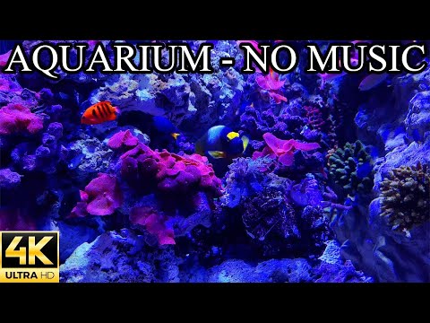 Saltwater AQUARIUM 4K Underwater Sounds NO Music NO Ads   Fish Tank Underwater Ambience