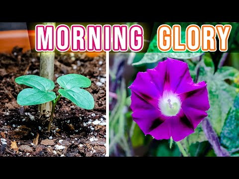 Growing Morning Glory Plant Time Lapse - Seed To Flower (114 Days)