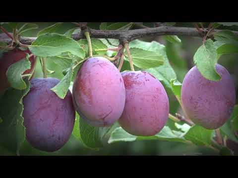 Agro Karavan - Gadžin Han ep.34 15.07.2018.