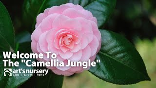 Welcome To The &quot;Camellia Jungle&quot;