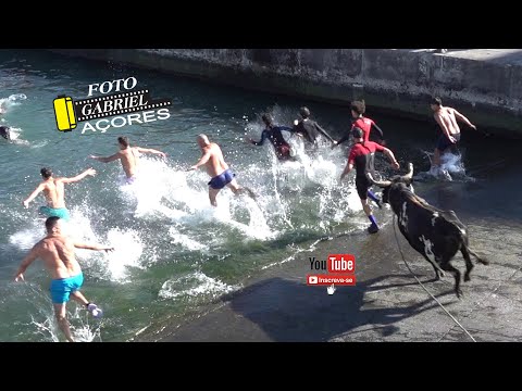 Tourada, Porto de Pescas da Vila de São Mateus 17- 08- 2025 Ganadeiro F.P.