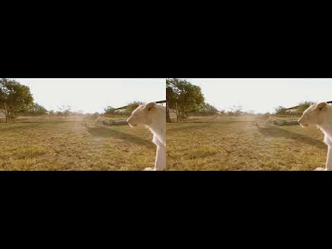 yt5s com Surrounded by White Lions   4K 360° VR 3D