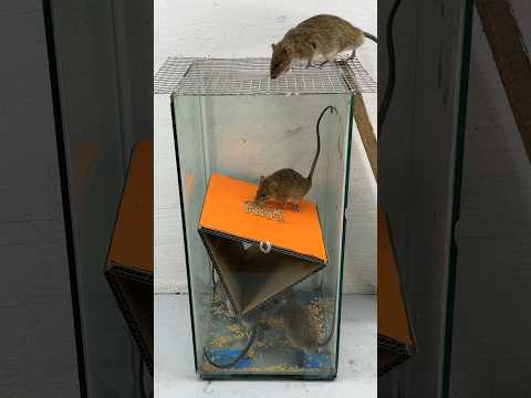 Ideas for making mouse traps that are easy to make at home #rattrap #rat #mousetrap #shorts