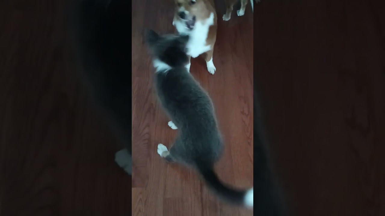 Corgis Leah ,David and border collie puppy Sky Maya this morning