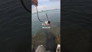Download lagu Para Pemancing Wajib Memiliki Alat Jenius Ini!🤯😱 #shortsvideo #viralvideo #trending #fishing mp3