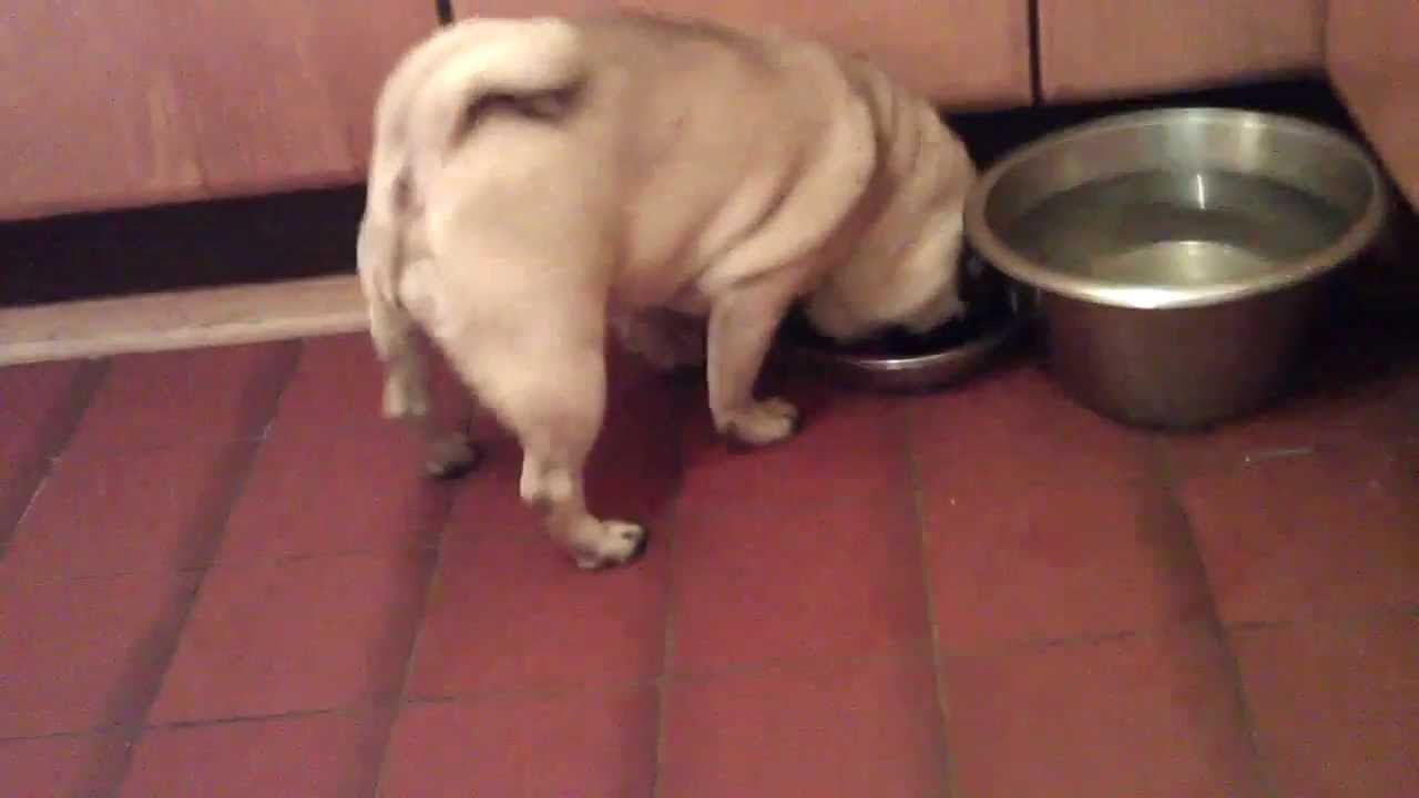 Food for pugs