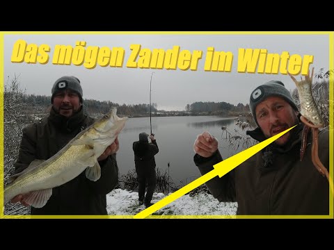 Zander und Hecht-angeln mit Köderfisch im Winter bei Schnee / Deadbaiting im Winter