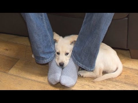 YouTube video about: Why do dogs like to sit behind you?