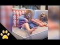 Little Dog Is Overprotective Of His Pillow