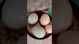 Download lagu 3 Jenis Telur (Ayam, Bebek, Entok) mp3