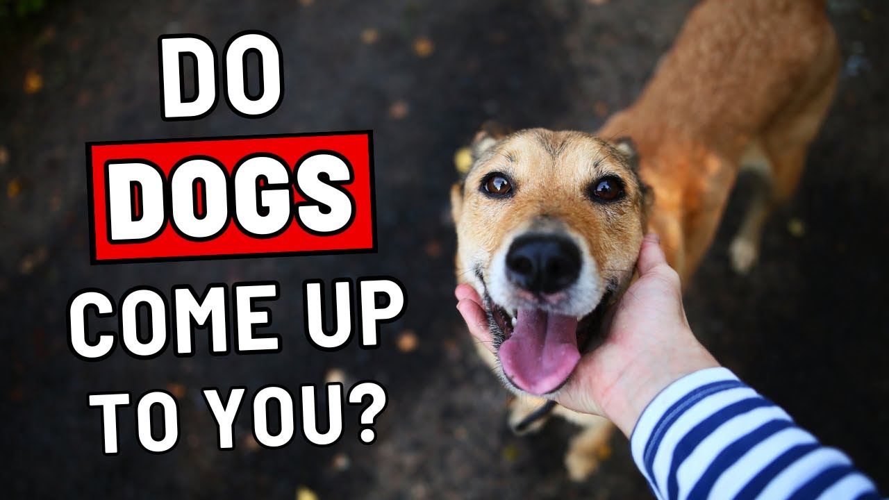 Do Random Dogs Often Come up to You? Here Is Why!