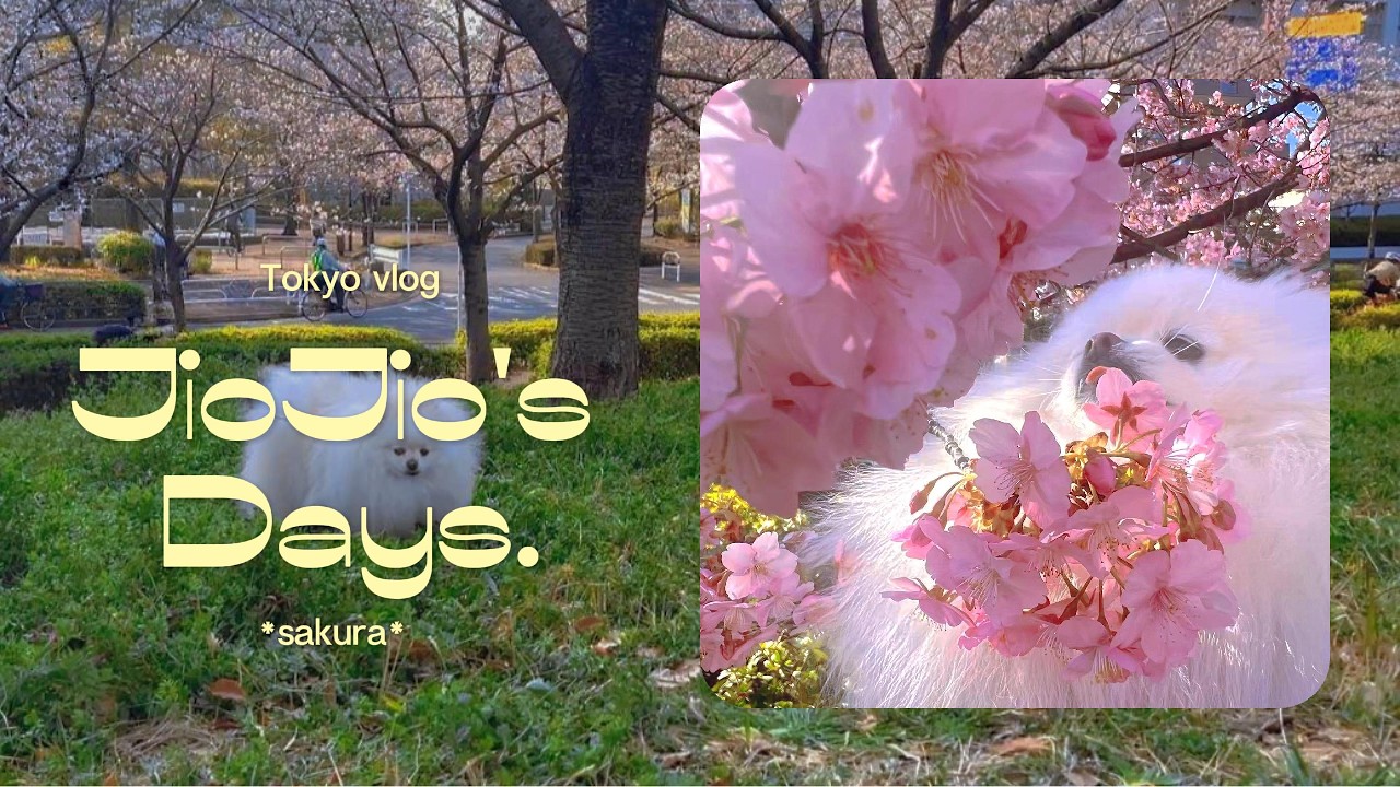 脚脚可能不懂樱花，但脚脚懂得快乐～took my dog to see cherry blossoms but… snacks first 桜を見に行ったはずが…おやつの日になった！