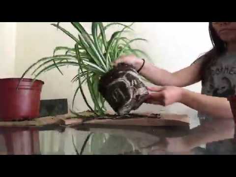 How to split a spider plant | plant propagation | root division