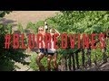 Robin Thicke "Blurred Lines" | Official Music Video Parody "Blurred Vines" by Jordan Winery