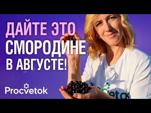 СМОРОДИНЕ ПОСЛЕ СБОРА ЯГОД ОБЯЗАТЕЛЬНО! 3 работы в августе для закладки огромного урожая