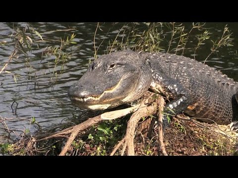 Tisonagan - Laisser le bon temps rouler en Louisiane